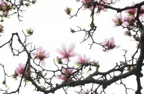 岁月缱绻，葳蕤生香的解释