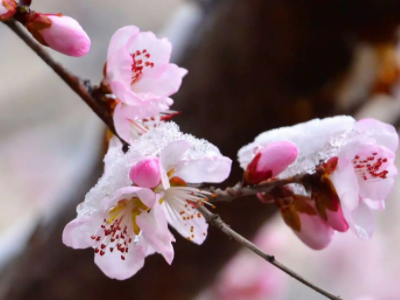 三月桃花雪的唯美句子