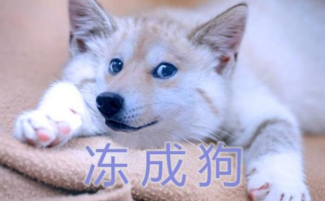 冻来自成狗什么意思?