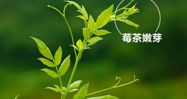 莓茶哪个产地最好