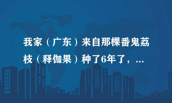 我家（广东）来自那棵番鬼荔枝（释伽果）种了6年了，树身有2米多高了，这3年来都有花开（今年特别360问答多，又大