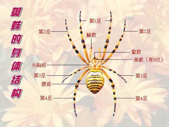 蜘蛛的形态特征
