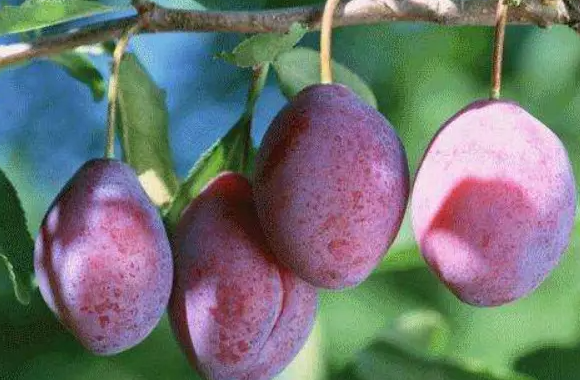 plum是什么水果