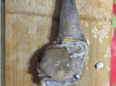 象拔蚌内脏可以吃吗