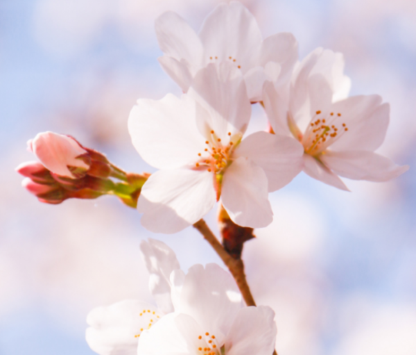 5个花瓣的樱花符号是什么?