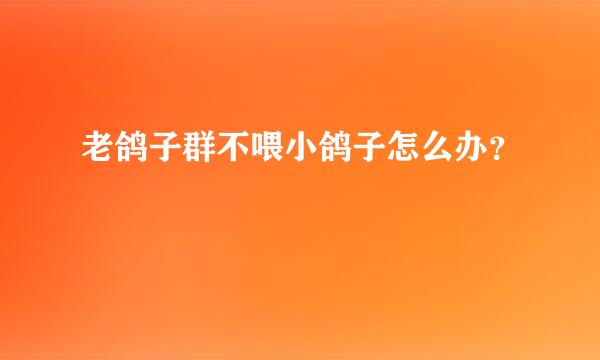 老鸽子群不喂小鸽子怎么办？