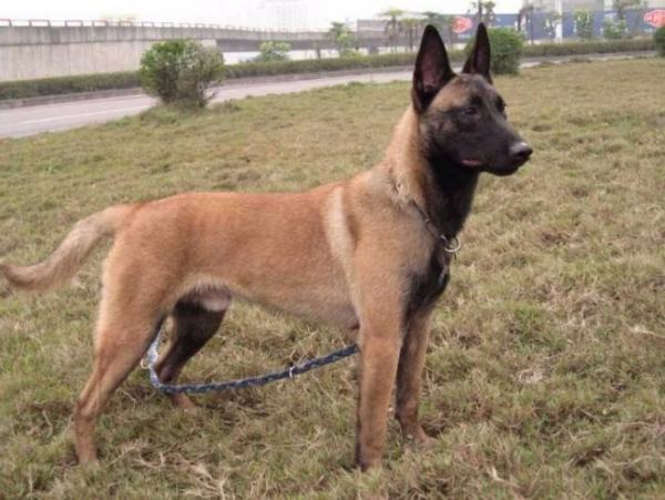 马犬多少钱一只？益留括杆品导素波