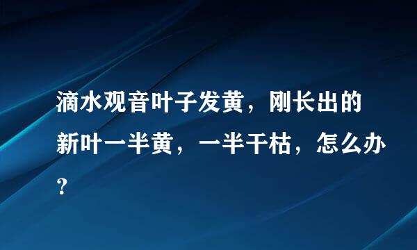 滴水观音叶子发黄，刚长出的新叶一半黄，一半干枯，怎么办？