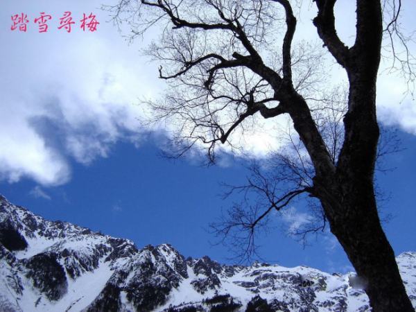 踏雪寻梅的歌词