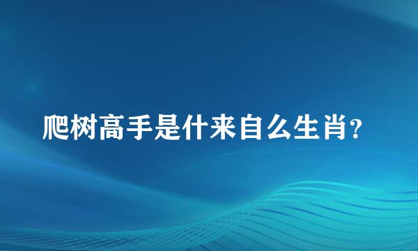 爬树高手是什来自么生肖？