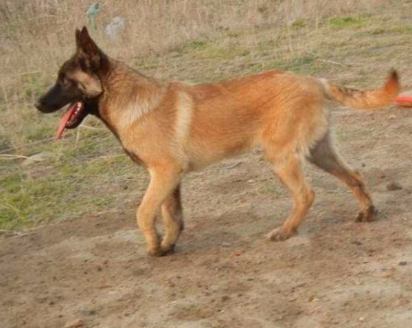 马犬多少钱一只？益留括杆品导素波