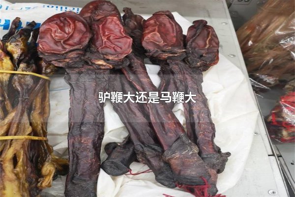 驴鞭大还是马鞭大 驴鞭和马鞭哪个比较长