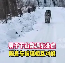 吉林男子路遇东北虎激动到碎碎念，我们遇到大型野生动物应该怎么办？