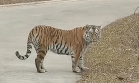 吉林男子路遇东北虎激动到碎碎念，我们遇到大型野生动物应该怎么办？