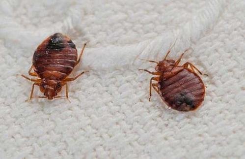 床上总是出现这种黑色的小昆虫，不知是什么？