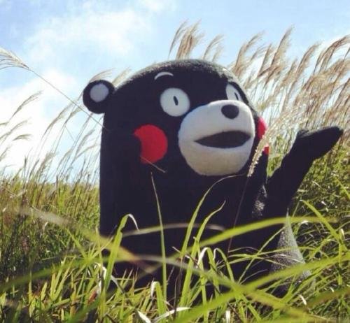 重庆熊本熊在漂流,熊本熊为何会上热搜?都发生了什么?