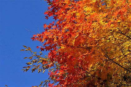 2022年4月9日日子好不好4月9日是黄道吉日吗