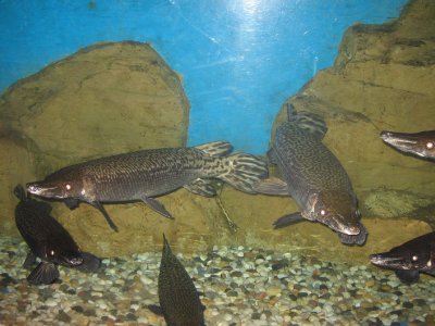 河南汝州湖中现“巨型怪鱼”系高危外来生物,捕捞工作为何如此困难?