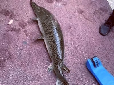 河南汝州湖中现“巨型怪鱼”系高危外来生物,捕捞工作为何如此困难?