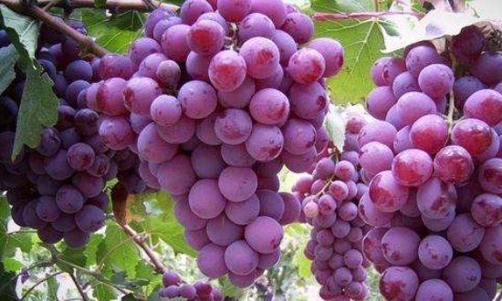 秋天有哪些水果成熟？