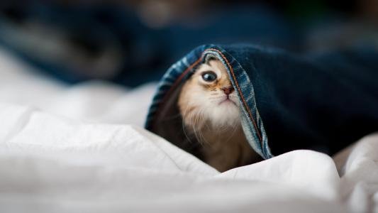 现在的人把宠物当孩子养，这到底是不是一件好事？