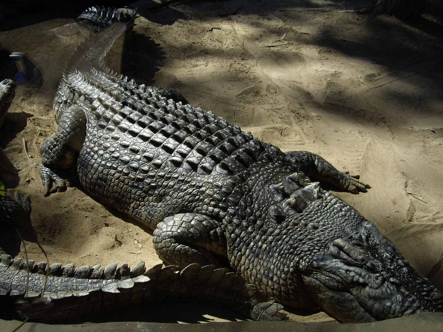 澳洲咸水鳄的介绍