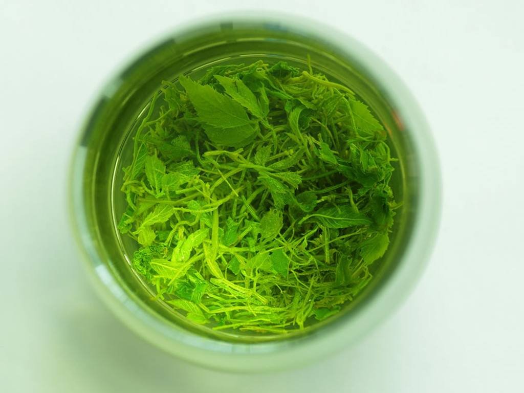 常喝绞股蓝茶好吗？