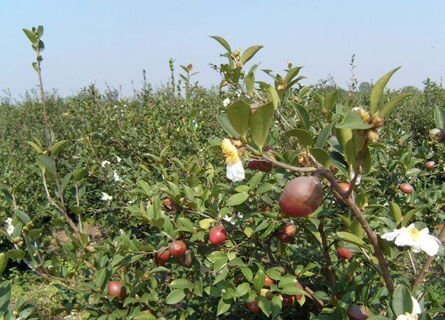 一棵油茶树能产多少斤油茶籽