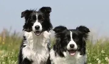 边牧智商真的是狗类最高的吗?相当于多少岁小孩的智商?