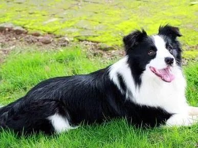 边牧智商真的是狗类最高的吗?相当于多少岁小孩的智商?