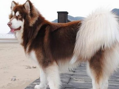 世界三大傻狗说的是哪3种狗狗？