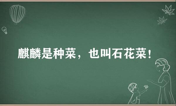 麒麟是种菜，也叫石花菜！