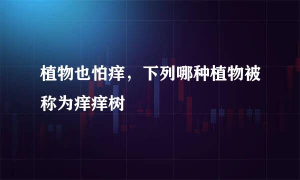 植物也怕痒，下列哪种植物被称为痒痒树