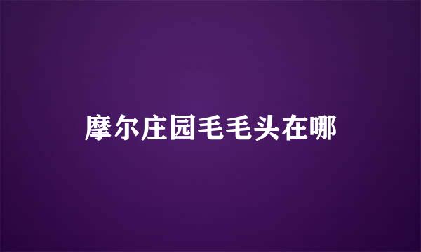 摩尔庄园毛毛头在哪