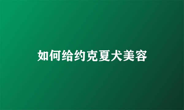 如何给约克夏犬美容