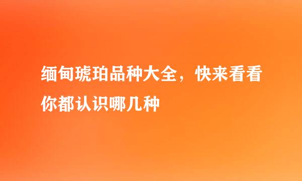 缅甸琥珀品种大全，快来看看你都认识哪几种