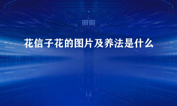花信子花的图片及养法是什么