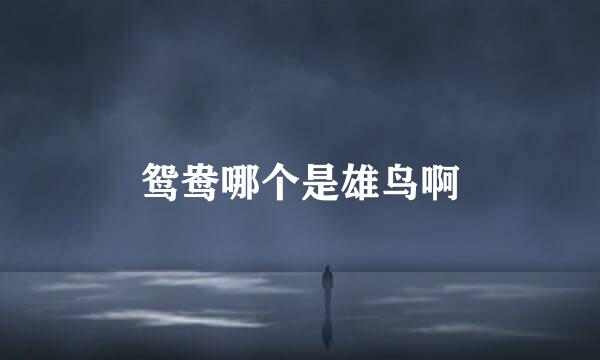 鸳鸯哪个是雄鸟啊