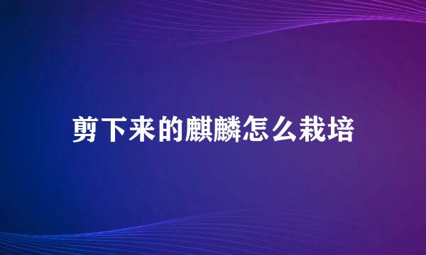 剪下来的麒麟怎么栽培