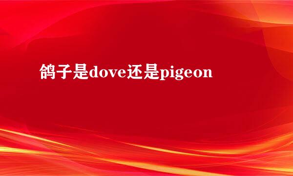 鸽子是dove还是pigeon