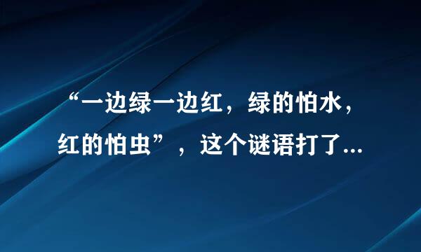 “一边绿一边红，绿的怕水，红的怕虫”，这个谜语打了一个什么字