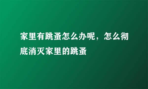 家里有跳蚤怎么办呢，怎么彻底消灭家里的跳蚤