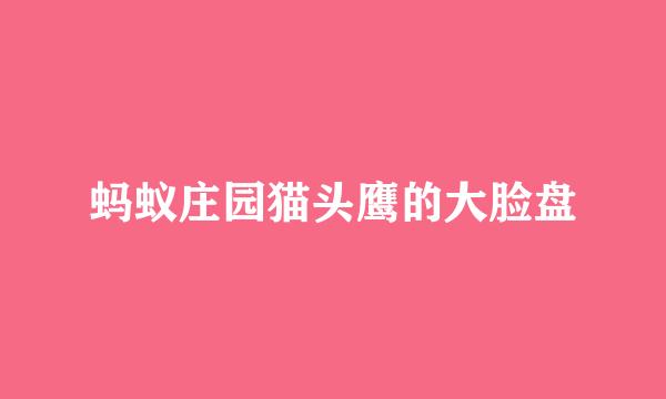 蚂蚁庄园猫头鹰的大脸盘