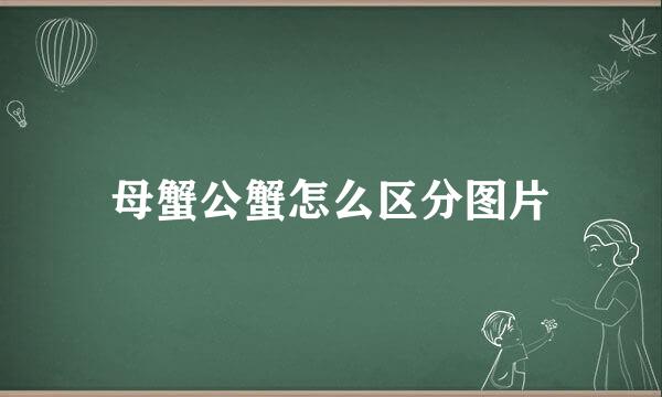 母蟹公蟹怎么区分图片