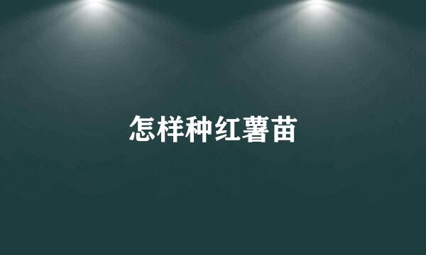 怎样种红薯苗