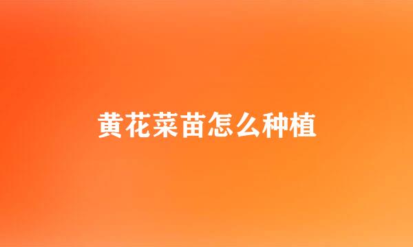 黄花菜苗怎么种植