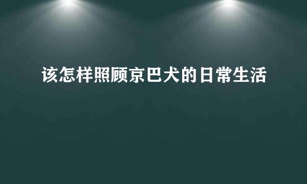 该怎样照顾京巴犬的日常生活