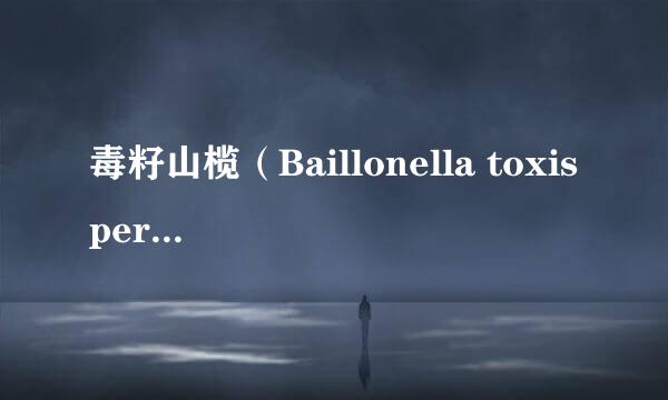 毒籽山榄（Baillonella toxisperma.），木头云木材百科知识