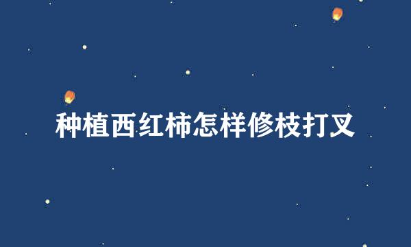 种植西红柿怎样修枝打叉