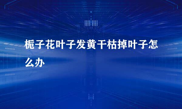 栀子花叶子发黄干枯掉叶子怎么办